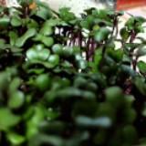 (Category: ) located in . Submitted by tiktok88 (Listing ID 1385773531, Image 1). Description: .