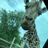 （分類：）位於 。 由 giraffebaby 提交（商品編號 1351310460，圖片 1）。簡介： 。