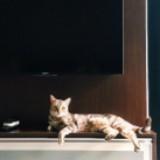 (Category: ) located in . Submitted by maine001 (Listing ID 1380442833, Image 1). Description: .