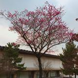(分類:)位於 。 由 chingching.shop 提交(商品編號 1453747512,圖片 1)。簡介: 。