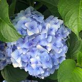 (Category: ) located in . Submitted by crsmg (Listing ID 1375374094, Image 1). Description: .
