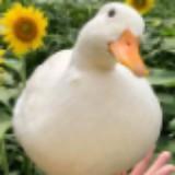 (Category: ) located in . Submitted by moonienoot (Listing ID 1368758261, Image 1). Description: .