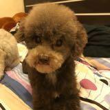 （分類：）位於 。 由 two_baby_shop 提交（商品編號 286978424，圖片 1）。簡介： 。