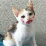 (Kategori: ) berada di . Dikirim oleh mochinya (ID iklan 1327735068, Gambar 1). Deskripsi: .