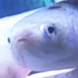 (Category: ) located in . Submitted by fishforlifee (Listing ID 1362982452, Image 1). Description: .