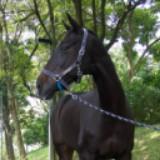 (Category: ) located in . Submitted by mojo_ (Listing ID 1382746388, Image 1). Description: .