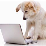 (Category: ) located in . Submitted by magicdog (Listing ID 1380025212, Image 1). Description: .