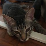 (Category: ) located in . Submitted by nattt95 (Listing ID 1411671679, Image 1). Description: .
