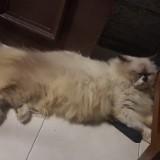 (Category: ) located in . Submitted by arliyana (Listing ID 1457981200, Image 1). Description: .