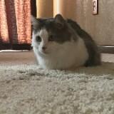 (Category: ) located in . Submitted by 4amintheevening (Listing ID 1377762039, Image 1). Description: .