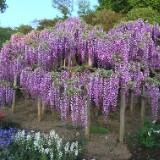 （分類：）位於 。 由 wisteria6011 提交（商品編號 1381609289，圖片 1）。簡介： 。