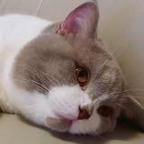 （分類：）位於 。 由 siushujai 提交（商品編號 1353051992，圖片 1）。簡介： 。