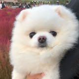 (Category: ) located in . Submitted by shopmystuff123 (Listing ID 218483462, Image 1). Description: .