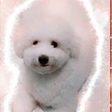 （分類：）位於 。 由 evawong777 提交（商品編號 1364575971，圖片 1）。簡介： 。