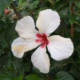 （分類：）位於 。 由 iam100iv 提交（商品編號 1210335542，圖片 1）。簡介： 。