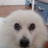 由 likesmiletoday (刊登 ID 1380130962，圖片 1) 提交，位於 的 (類別：)，說明：。