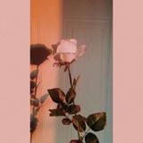 (Category: ) located in . Submitted by dinoandrat (Listing ID 1364255791, Image 1). Description: .