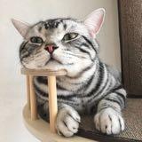 (Kategori: ) berada di . Dikirim oleh cozyspace.id (ID iklan 1364663326, Gambar 1). Deskripsi: .