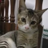 (Category: ) located in . Submitted by nadimohd (Listing ID 1380270705, Image 1). Description: .
