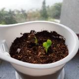(分類:)位於 。 由 oddlion.4e0330 提交(商品編號 1432870723,圖片 1)。簡介: 。