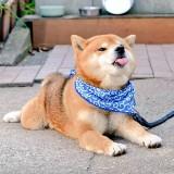 （分類：）位於 。 由 eugene1218 提交（商品編號 1386173749，圖片 1）。簡介： 。