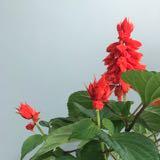 （分類：）位於 。 由 misstamissta 提交（商品編號 1307909082，圖片 1）。簡介： 。