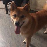 （分類：）位於 。 由 mj03232019 提交（商品編號 1170573952，圖片 1）。簡介： 。