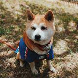 (Category: ) located in . Submitted by migsss (Listing ID 1353115065, Image 1). Description: .