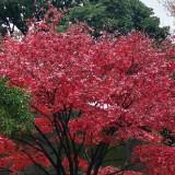 (Kategori: ) berada di . Dikirim oleh renatashop (ID iklan 1300460186, Gambar 1). Deskripsi: .