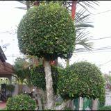 (Category: ) located in . Submitted by eva_tan86 (Listing ID 1411564722, Image 1). Description: .
