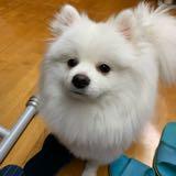 (分類:)位於 。 由 emwong89 提交(商品編號 1301550291,圖片 1)。簡介: 。