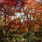 (Category: ) located in . Submitted by rdsell (Listing ID 1372878988, Image 1). Description: .