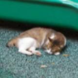 (Category: ) located in . Submitted by minidori (Listing ID 1385739262, Image 1). Description: .