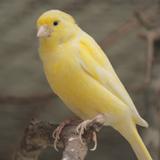 （分類：）位於 。 由 kikiho19 提交（商品編號 1303631679，圖片 1）。簡介： 。