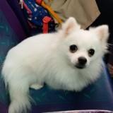 （分類：）位於 。 由 lovepom 提交（商品編號 1384477016，圖片 1）。簡介： 。