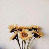 (Category: ) located in . Submitted by lovesunflower (Listing ID 1379118728, Image 1). Description: .