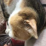 （分類：）位於 。 由 ctomee 提交（商品編號 1374149440，圖片 1）。簡介： 。