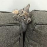 (Category: ) located in . Submitted by nonithecat (Listing ID 1351907058, Image 1). Description: .