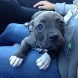 (Category: ) located in . Submitted by ace_ego (Listing ID 1379269383, Image 1). Description: .
