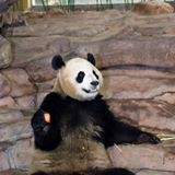 （分類：）位於 。 由 patfu2007 提交（商品編號 1352096998，圖片 1）。簡介： 。