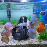 (Category: ) located in . Submitted by goodcheapstuff4sale (Listing ID 1378613302, Image 1). Description: .