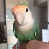 （分類：）位於 。 由 agnesleung01 提交（商品編號 1379202052，圖片 1）。簡介： 。