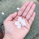 （分類：）位於 。 由 fanfansung 提交（商品編號 1095317880，圖片 1）。簡介： 。