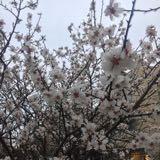 (分類:)位於 。 由 garfishken 提交(商品編號 1453684548,圖片 1)。簡介: 。