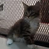 (Category: ) located in . Submitted by sham.mok (Listing ID 1383793367, Image 1). Description: .