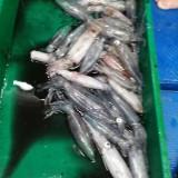 （分類：）位於 。 由 saufongcsf 提交（商品編號 1362160131，圖片 1）。簡介： 。
