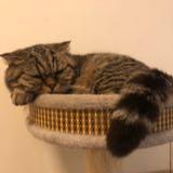 （分類：）位於 。 由 mr_yee 提交（商品編號 1312307730，圖片 1）。簡介： 。