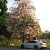 (Category: ) located in . Submitted by sharel7e (Listing ID 1459513132, Image 1). Description: .