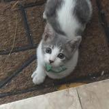 (Category: ) located in . Submitted by stannisbaratheon (Listing ID 1368697736, Image 1). Description: .