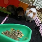 (Category: ) located in . Submitted by lisa_shah (Listing ID 1287377681, Image 1). Description: .